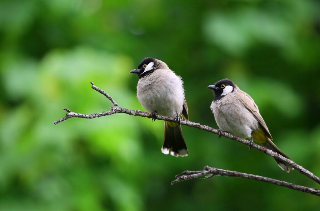 Image of two small black, white and grey birds sitting on a branch in front of blurred image of trees