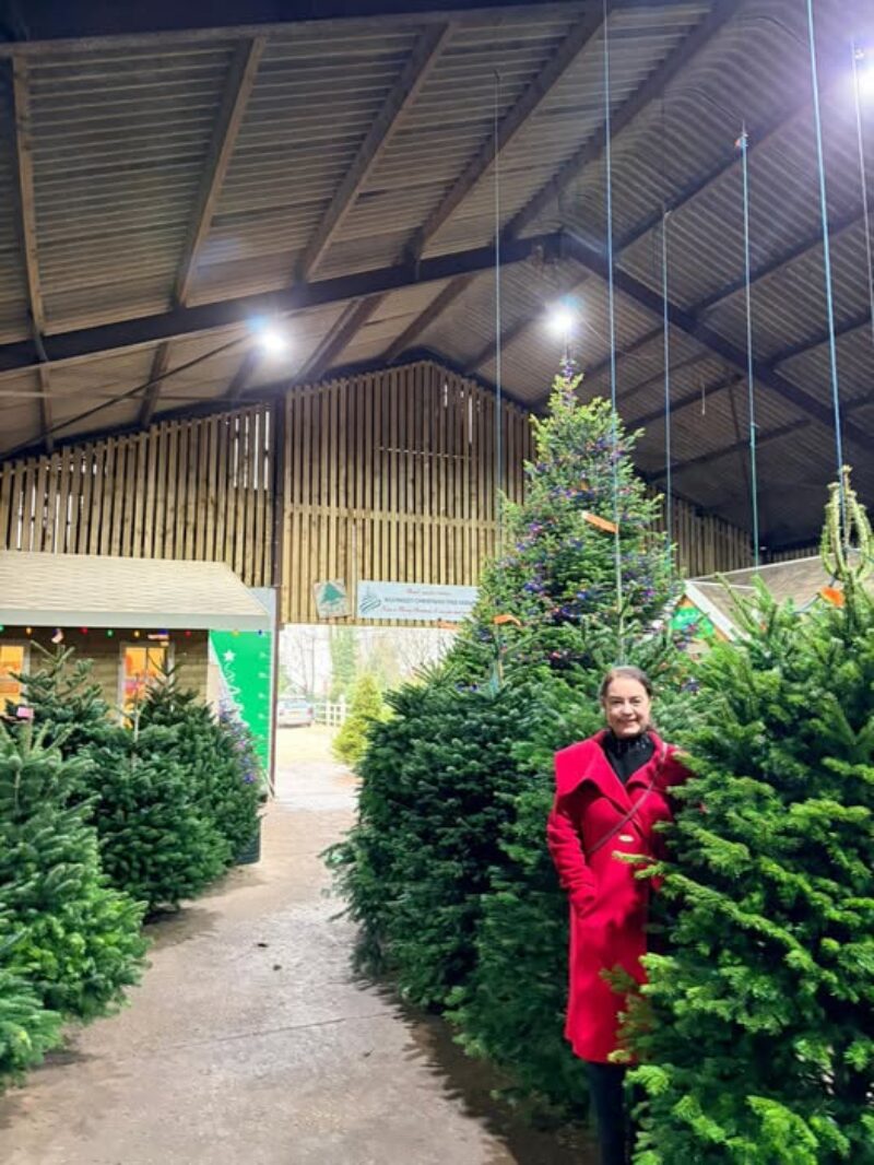 Stephanie Peacock MP at Billingley Christmas Tree Farm choosing her tree for this year